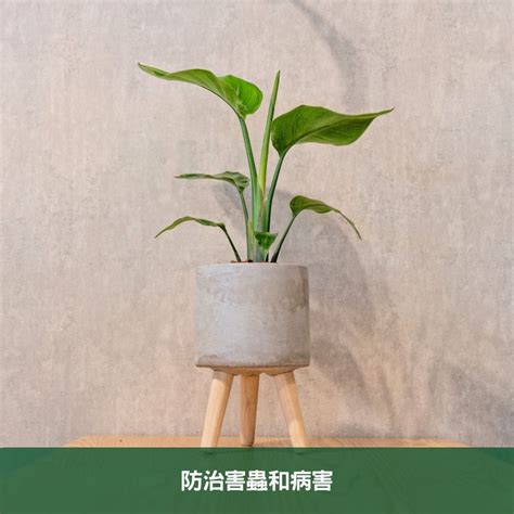 天堂鳥花束|天堂鳥植物完全栽培指南 從選擇到養護 